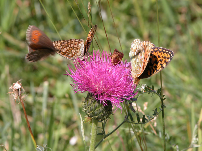 Argynnis aglaja